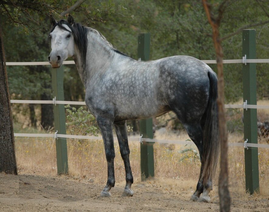 OakRockCanyon's profile picture. Oak Rock Canyon Ranch specializes in breeding quality Andalusian and Azteca horses.