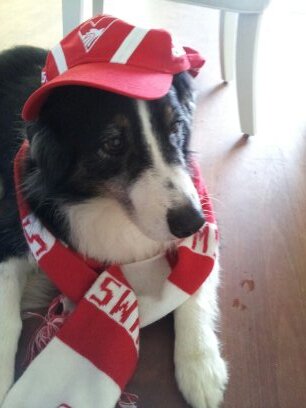 pivotubi's profile picture. Swans supporter, loves music, walking in parks