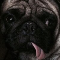 Ako_PaLang (@n_palang) 's Twitter Profile