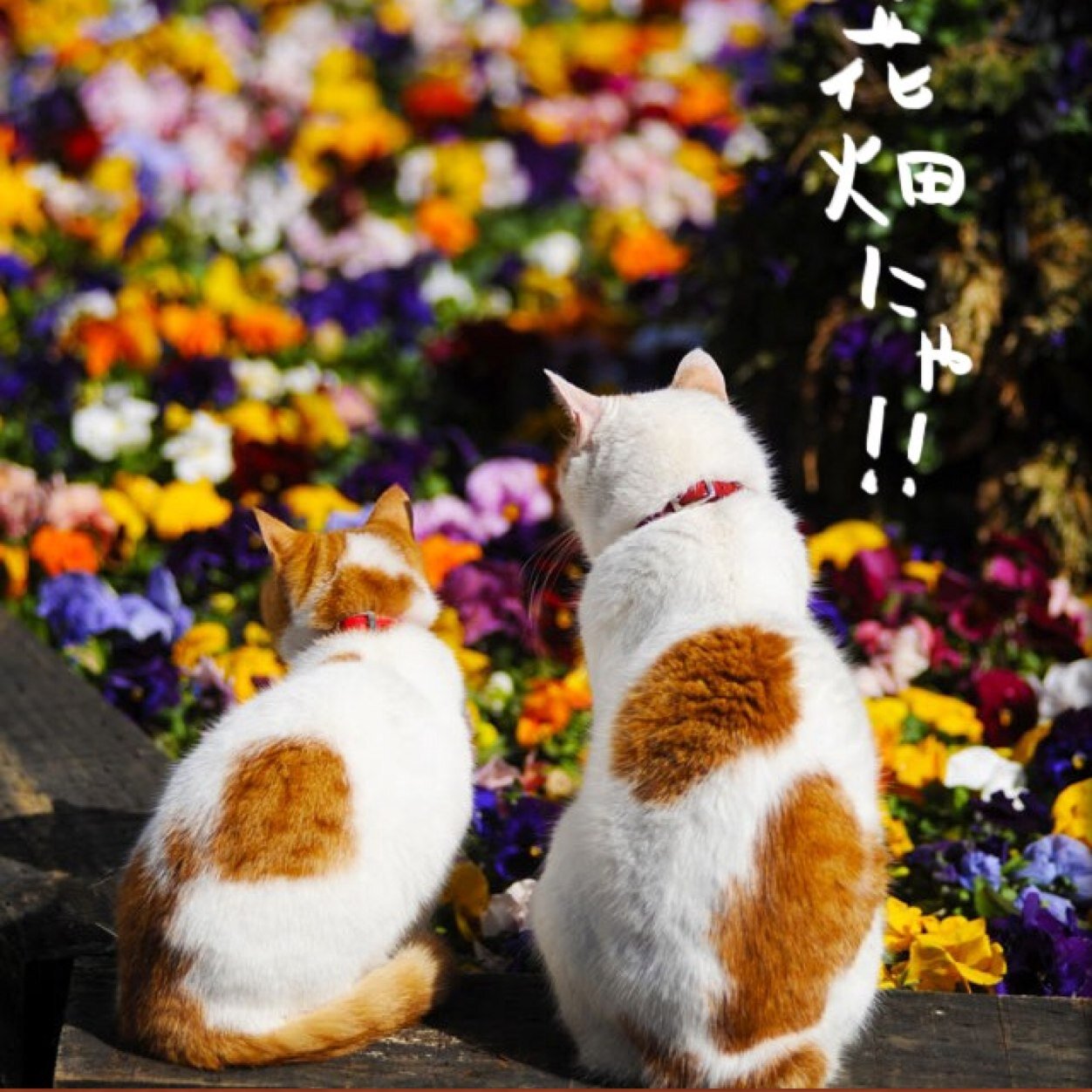 高齢者施設で 管理栄養士として働いてます！トンペンでもあるしMILKY WAYでもあります。CODE-Vも好き♡
よろしくね！！♪(´ε｀ )