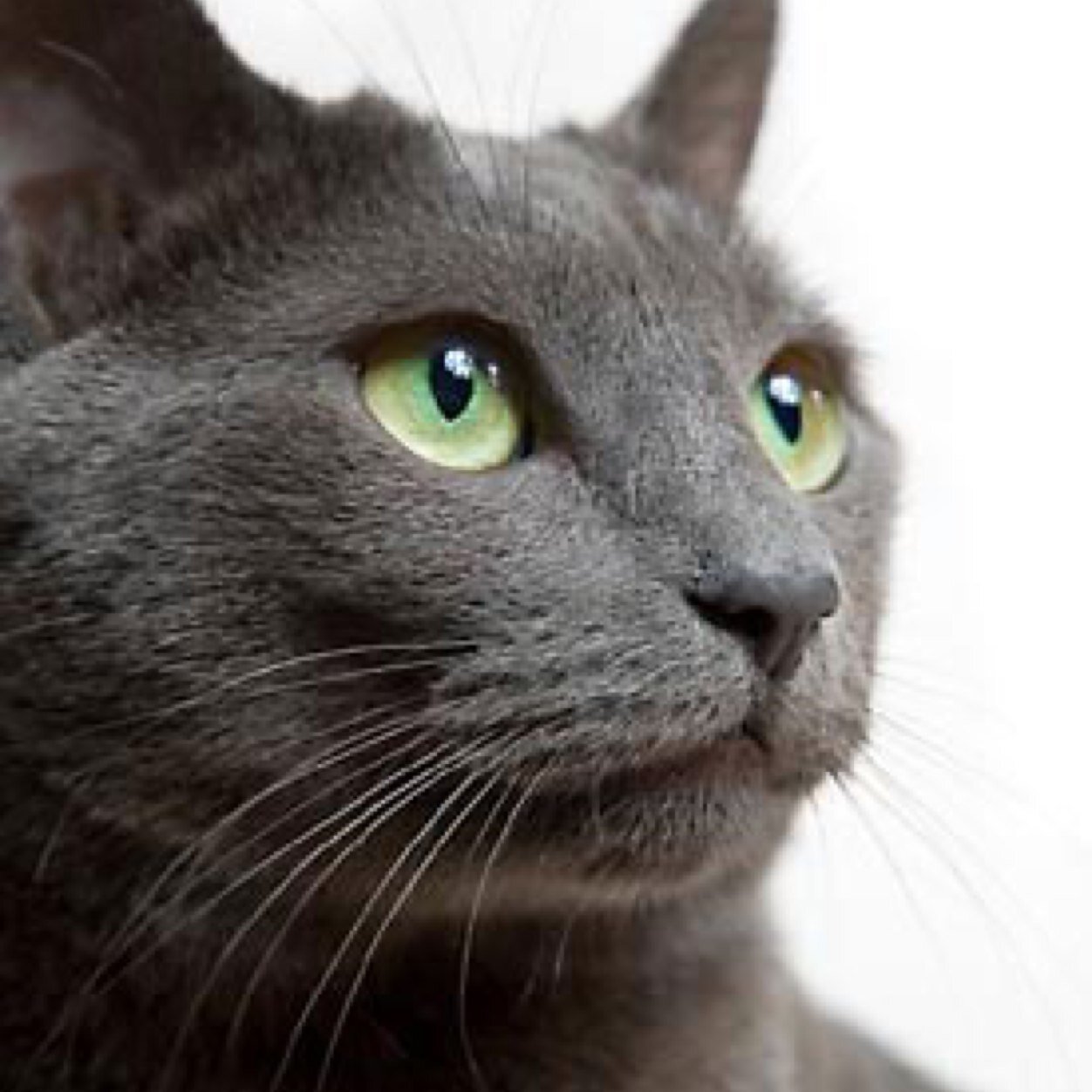 Tobi_Kitty's profile picture. I'm just a furry who likes to have fun :3 #explosions_of_life