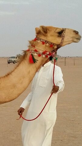 سلام يلي شجعوها الجماهير - يلي مضمرها رفع مستواها