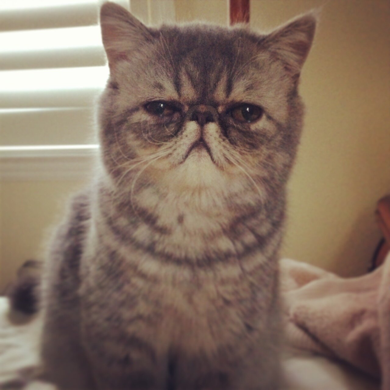 Micaster1's profile picture. 