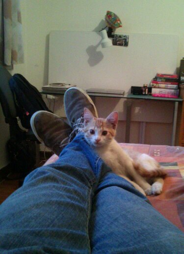 Peludo y loco (punto)