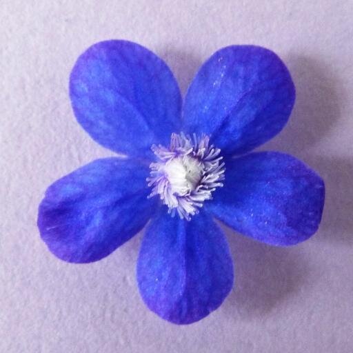 firstleafderek's profile picture. firstleaf flowers & leaves  –  growing premium produce for the very best chefs.     ‘have nothing on your plate that you do
not believe to be beautiful’