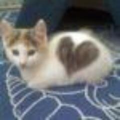 tokendlh Profile Picture