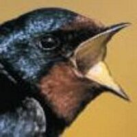 Guernsey Birds (@guernseybirds) 's Twitter Profile