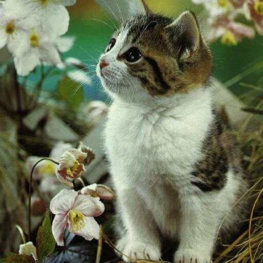 rossaaprilia4's profile picture. 