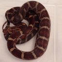 lane bell - @BellLane4rats - Twitter