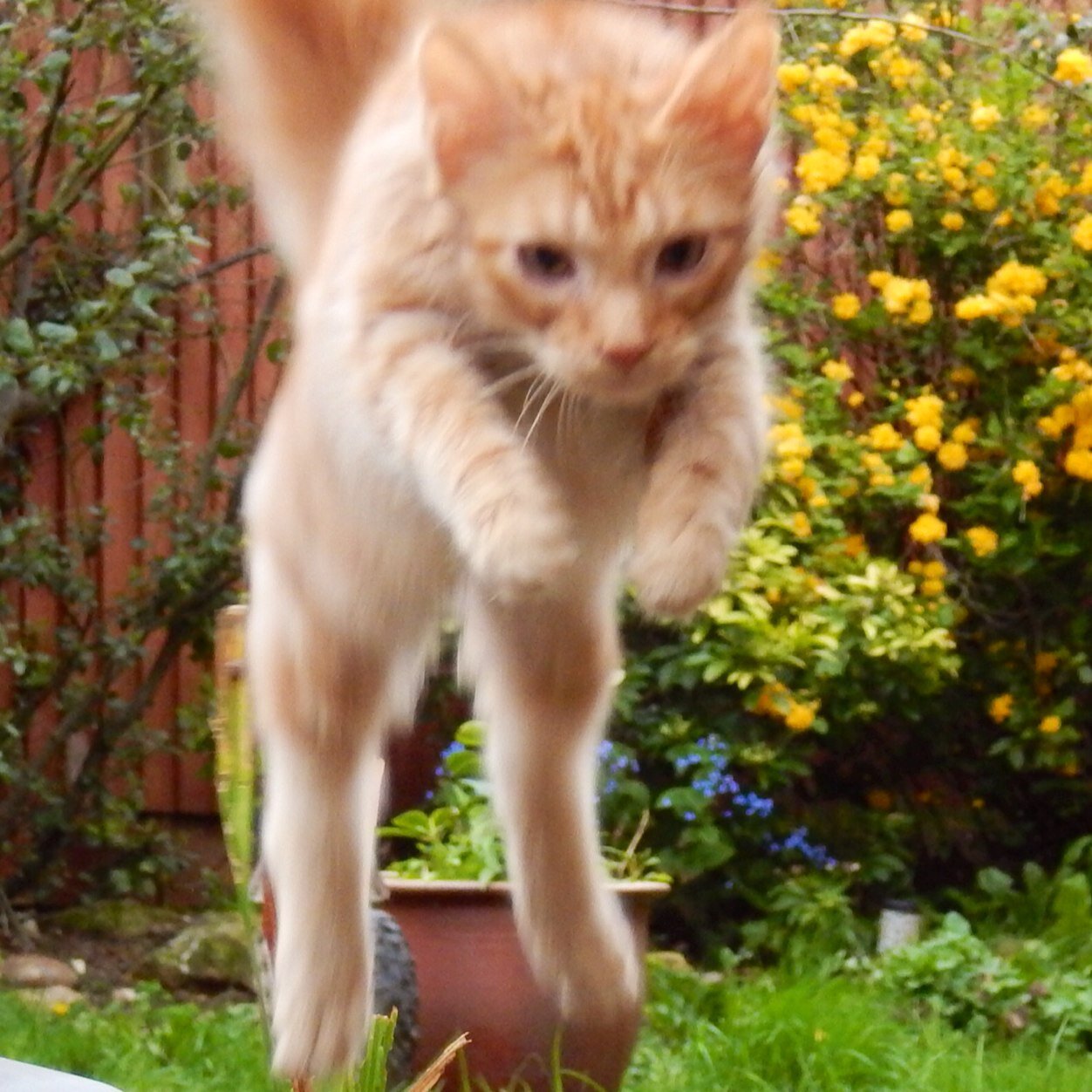 PepsiSimon's profile picture. 