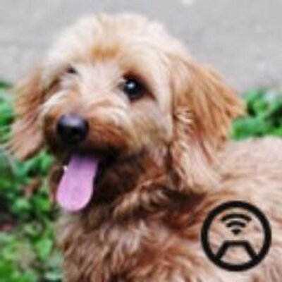 やばい ペッツ ファースト