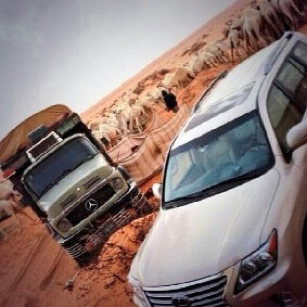 Alruq511's profile picture. ربي اجعّل حيآتي أجمل .