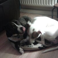 Helena Tongue (@lellybop) 's Twitter Profile