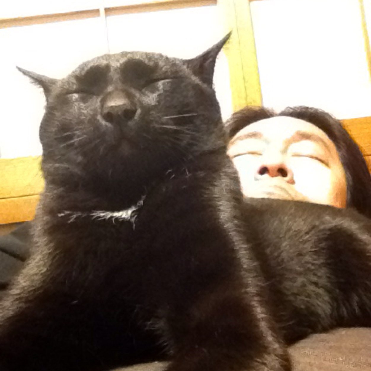 主に猫育てとバイク生活