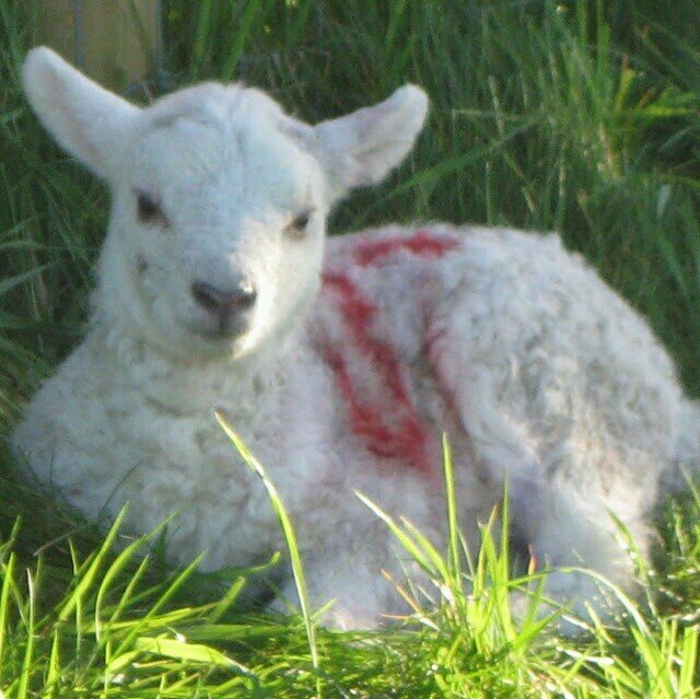 BekkiBacon's profile picture. Make hay while the sun shines!