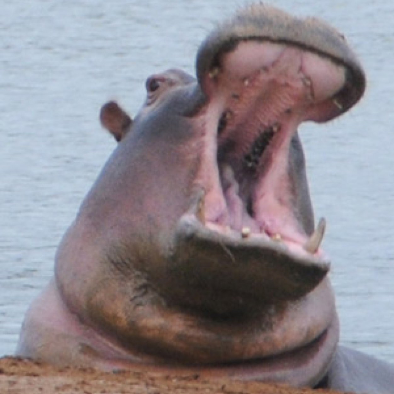 Lazr_Hipoh's profile picture. 