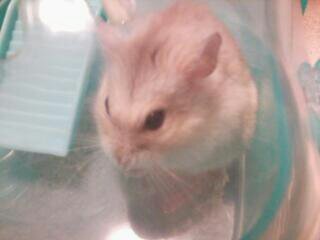 どうも。ハムスター♀のくぅです。飼い主の目を盗んでTwitterやってます。フォロバちゃんとします。飼い主→@2001kulu