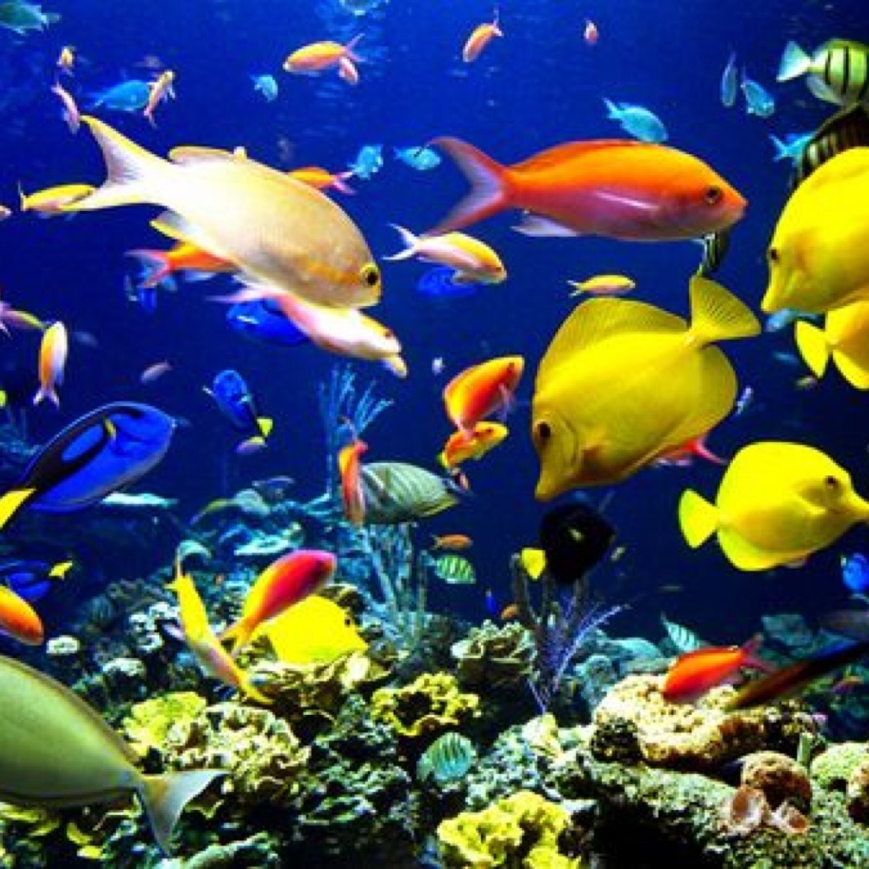 An Environmentalist with a special love for Earth's #Oceans. Against exploitation of the #Sea #Wildlife and believe in Ecosystem #Conservation