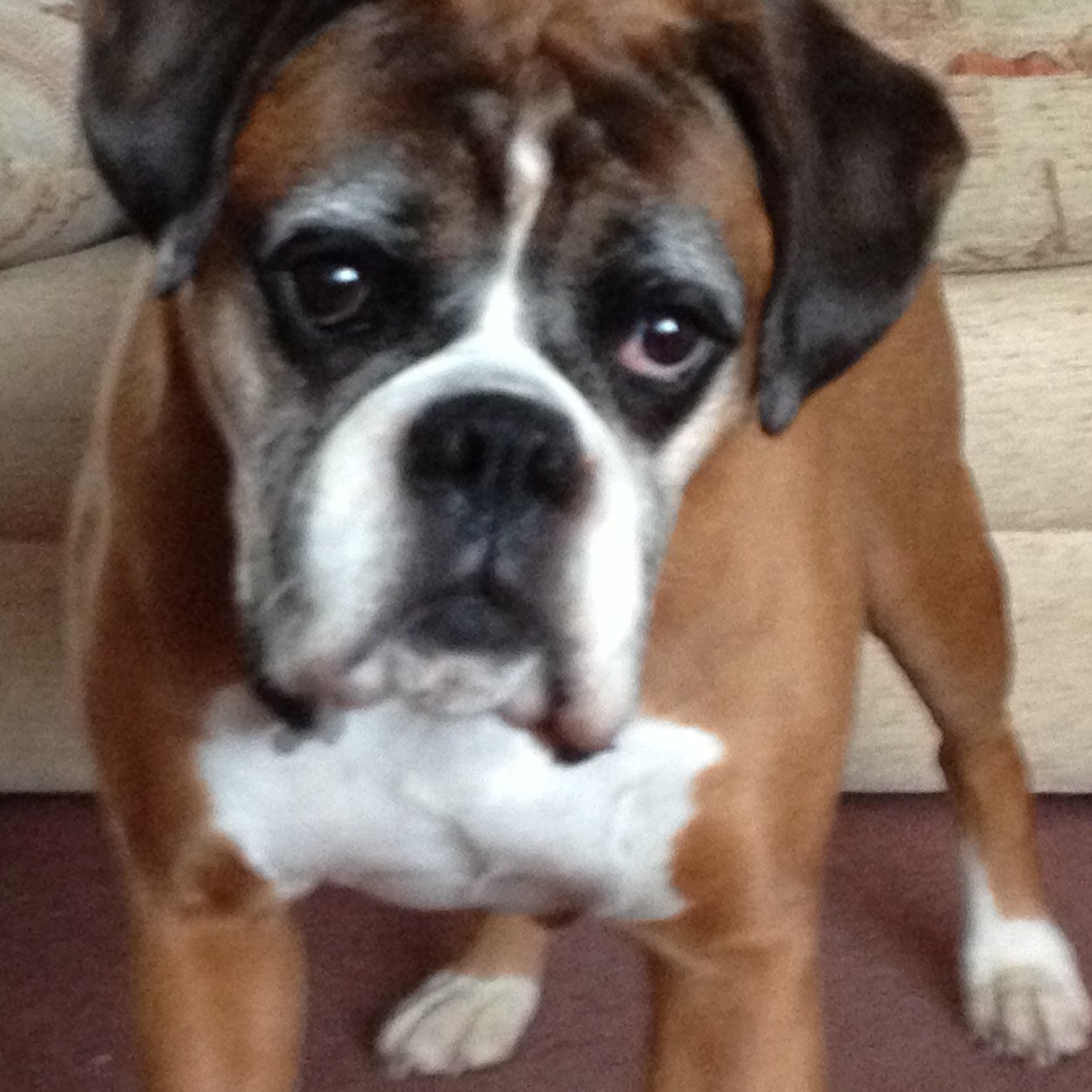 Lover of wine, craft ciders, boxer dogs, curls, delicious food, planes and all things Greek. Not necessarily in that order!