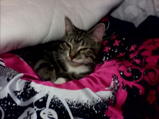 cazzajb's profile picture. love all animals and owner of a beautiful bengal/ragdoll cat