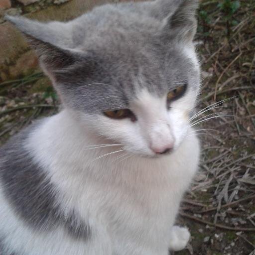 kroni_st's profile picture. manisa/akhisar kiz meslek lisesinde okuyor