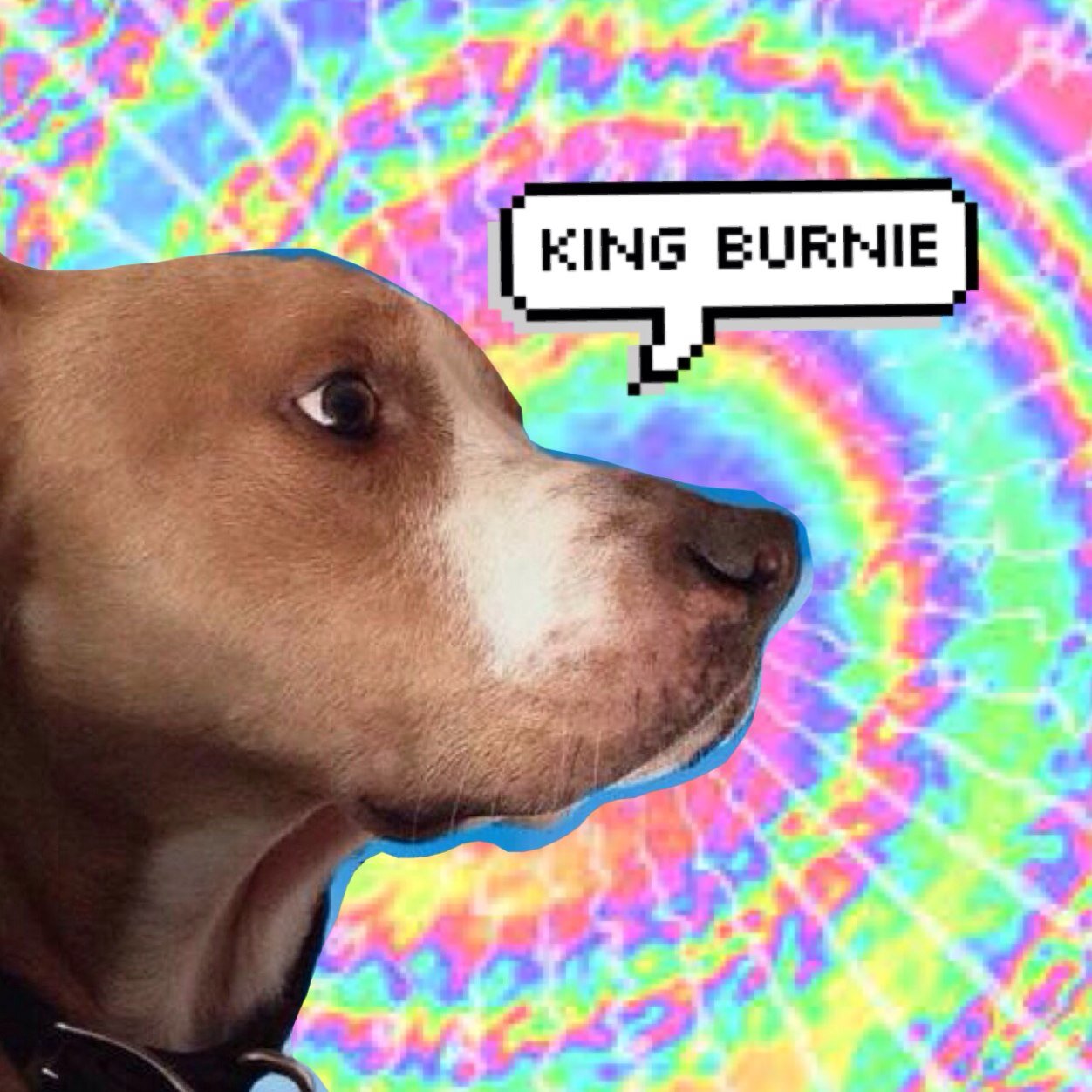 Burnieisthebae's profile picture. Burnie bæ. *The original magcon family* 0/12 + My bæ burnie follow ~FOLLOW BACK~