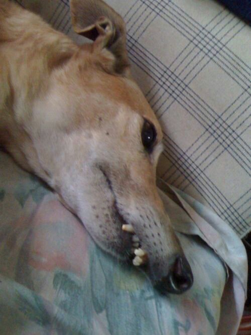 onequartergypsy's profile picture. 