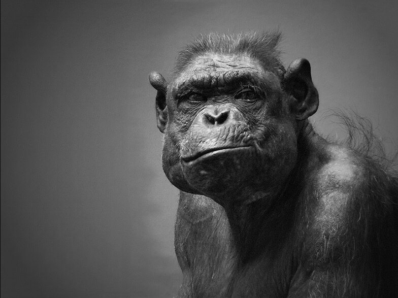 Homo Sapiens. El destino baraja y nosotros jugamos. Literatura, fotografía, viajes, en fín lo normal :)