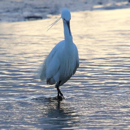 Enjoy bird watching and photography mostly in Dorset. Volunteer with @CHOG_birds to raise awareness of local wildlife and projects around #Christchurch Harbour.