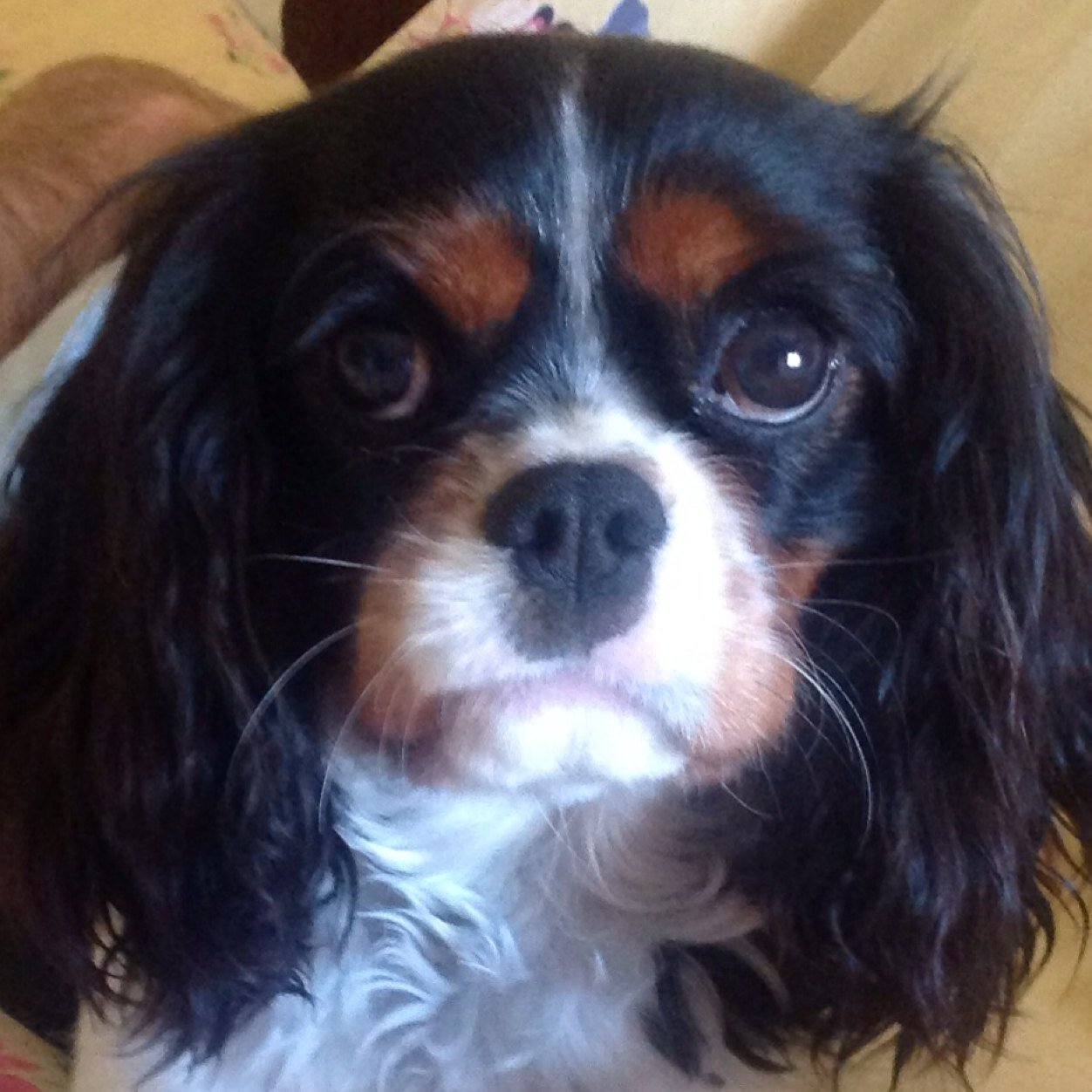 I am a 12 year-old tri-color, taking “cuteness” to the next level! 🐶🙂😇😜🥓🍗 On Instagram “ladyjanethecav”