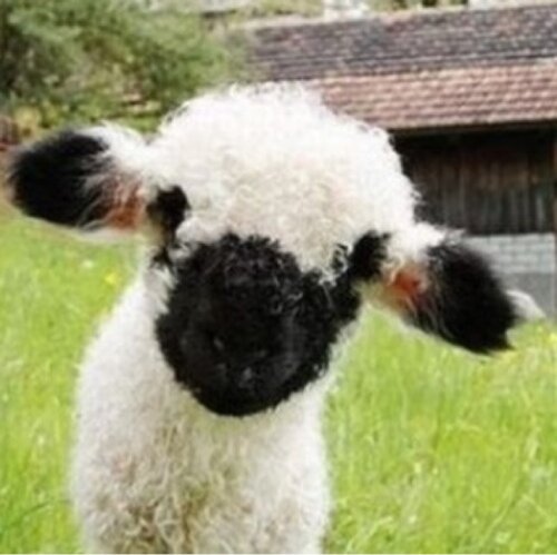 soccersheep99's profile picture. [Kainushi Ryoukan of Yokushin Academy rp account!]