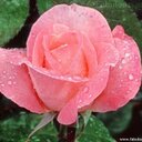 Haticegul (@02e0cbe3e2e8483) Twitter