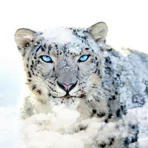 LeyXii's profile picture. 