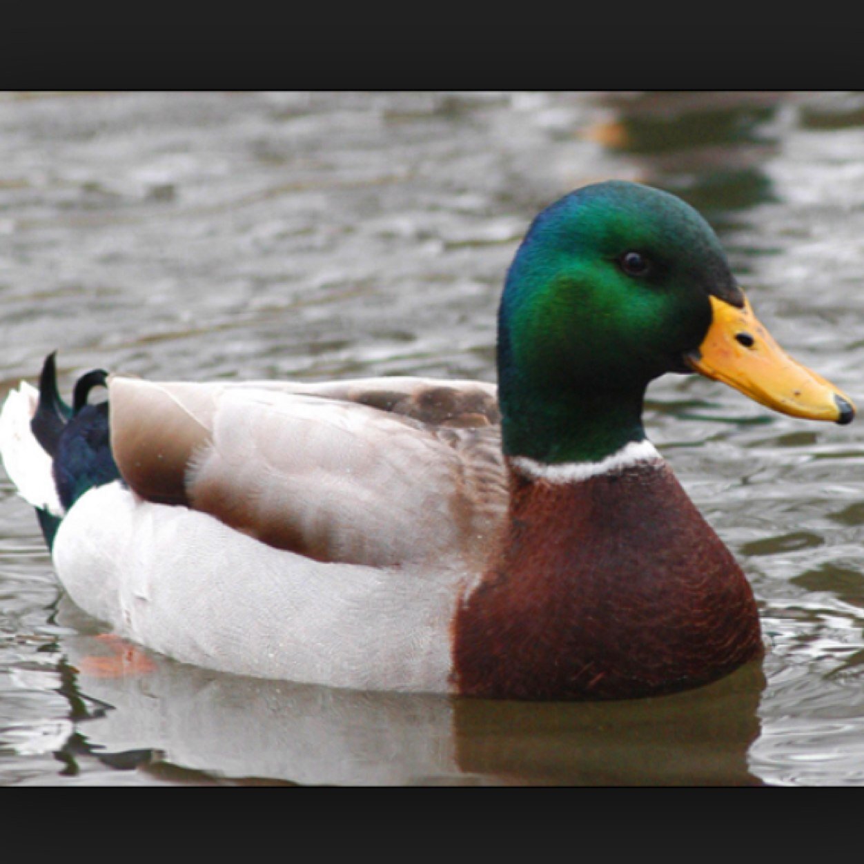 Made a new twitter @branden14w