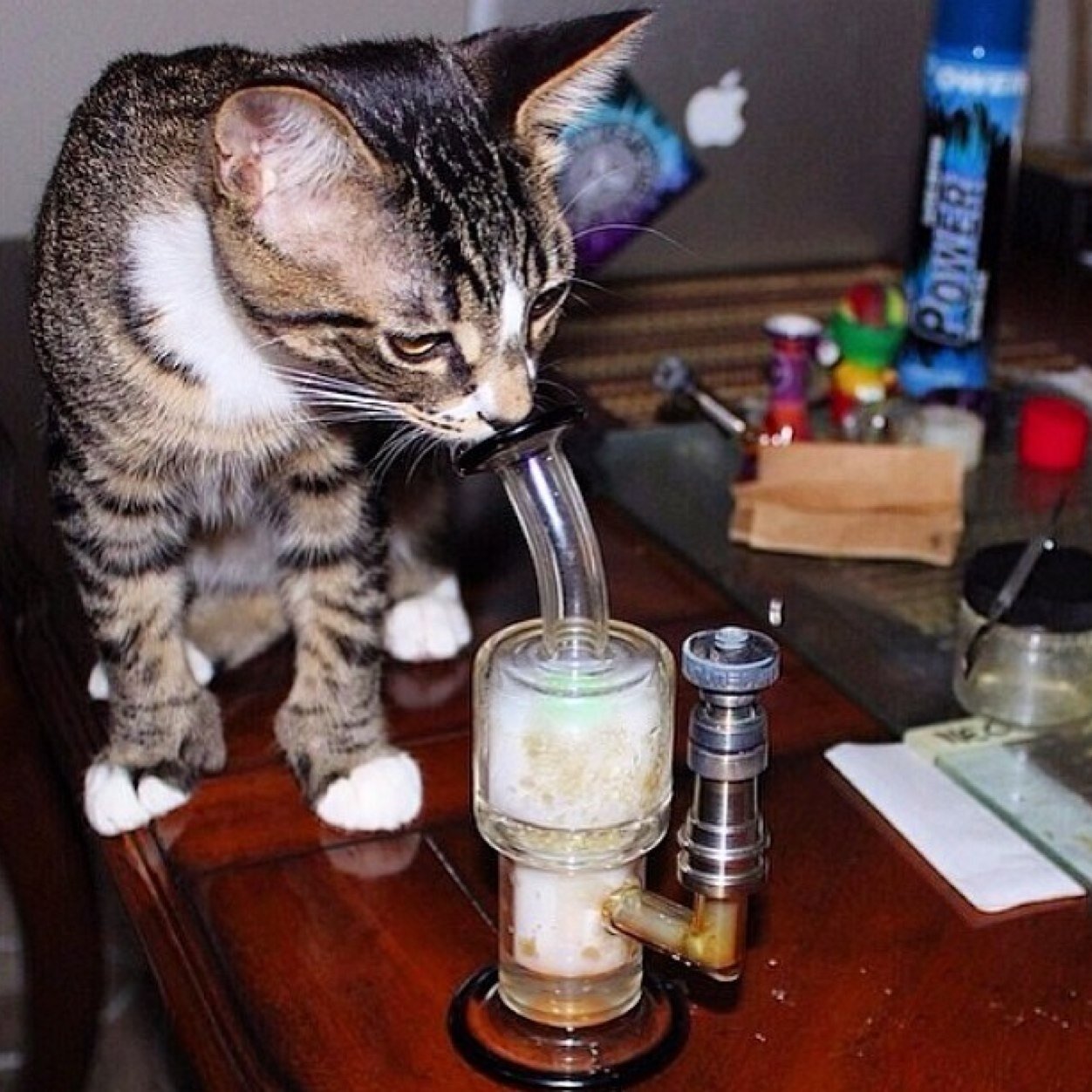 Pets who smoke weed and occasionally their owners. There are No pictures of pets actually ingesting marijuana. I dont condone getting pets high
