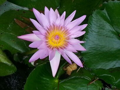 HLLWPFTM's profile picture. 