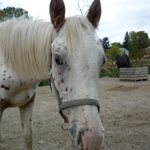 He doesn't have papers, he isn't pure bred but hes mine. The everyday life of owning a gelding.