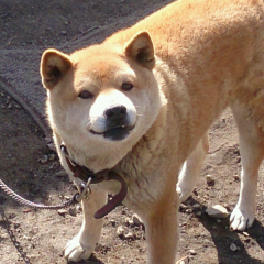 バイク乗って写真撮ったり、動物園に入り浸って写真撮ったり、山登って写真撮ったり、ハンドボール見に行って写真撮ったりする人です。
かつてひぶんでした/地域研究(日本)/地理/Z400乗り/ハンドボール@ZEEK推し/ノスとポップンと弐寺/