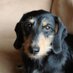 Dixie (@dixiedeedickens) Twitter profile photo Dixie (@dixiedeedickens) Twitter profile photo