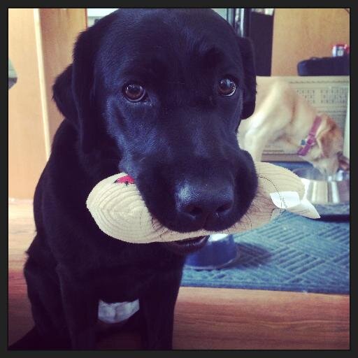 Trained by Canine Companions to alert my handler to sounds that she misses