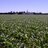 Eastkentnotill's profile image