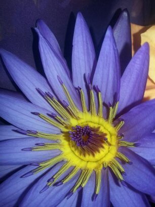 DanikaDwen's profile picture. 