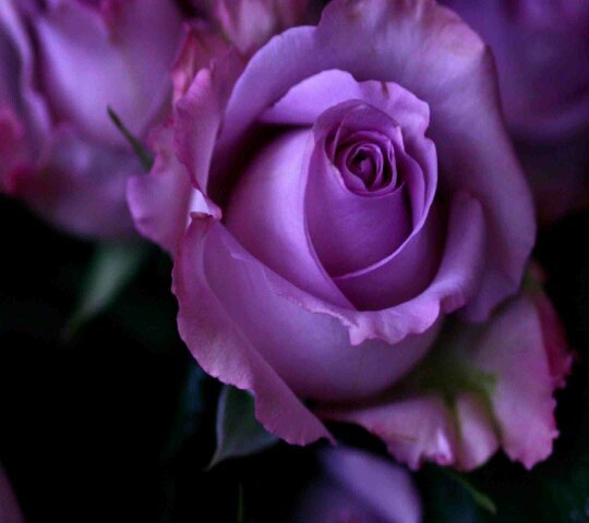 Myappy29's profile picture. Love Pittsburgh and sports.