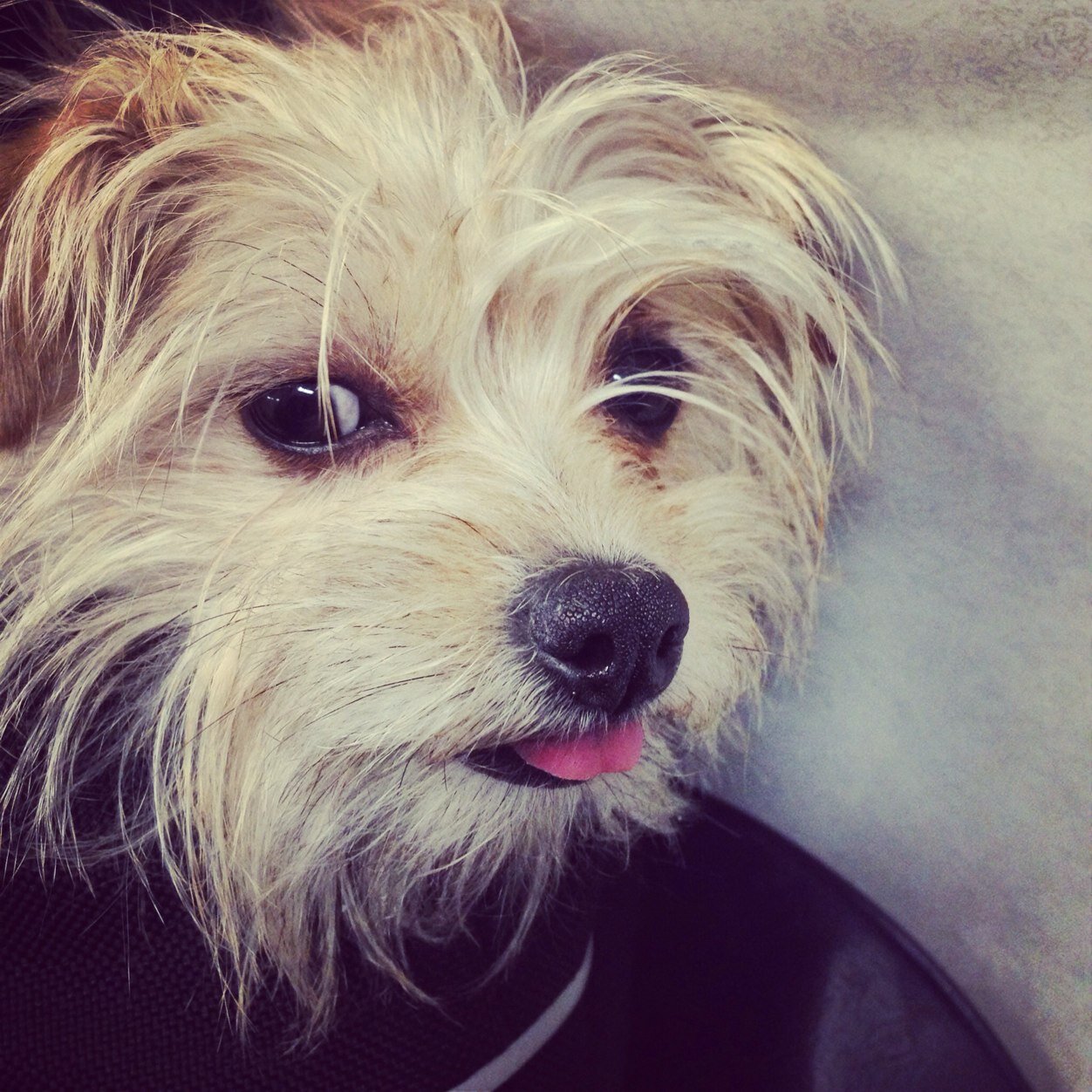 Dog and Cat Behavior Consultant