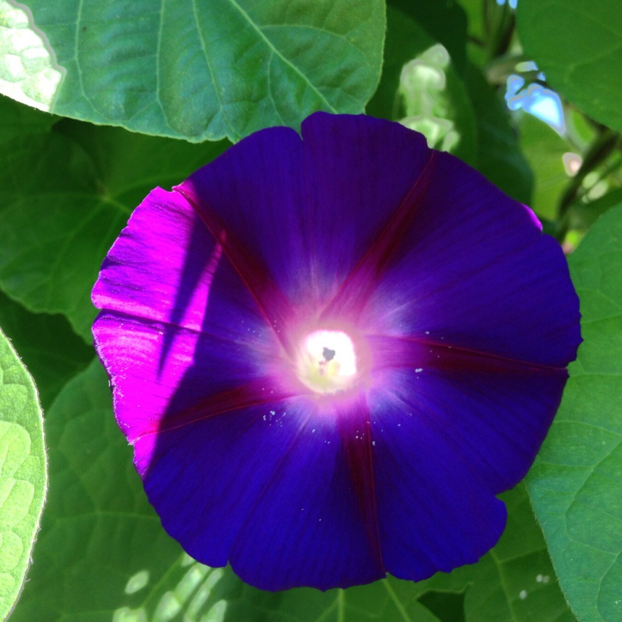 xochilatl's profile picture. 