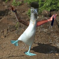 Tropical Seabird Fan Account(@BoobyJargon) 's Twitter Profile Photo