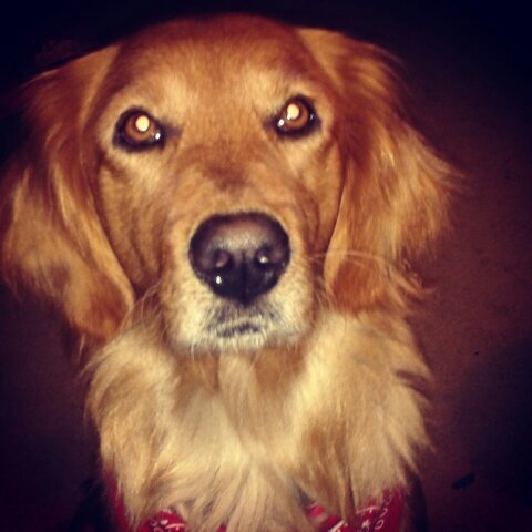 carom715's profile picture. Arquitecta enamorada de la vida!!