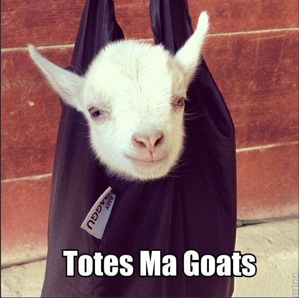 Full time goat. Twitter trained, not potty trained.