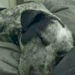 AemersArt's profile picture. Work. Draw. Paint. Eat. Sleep?