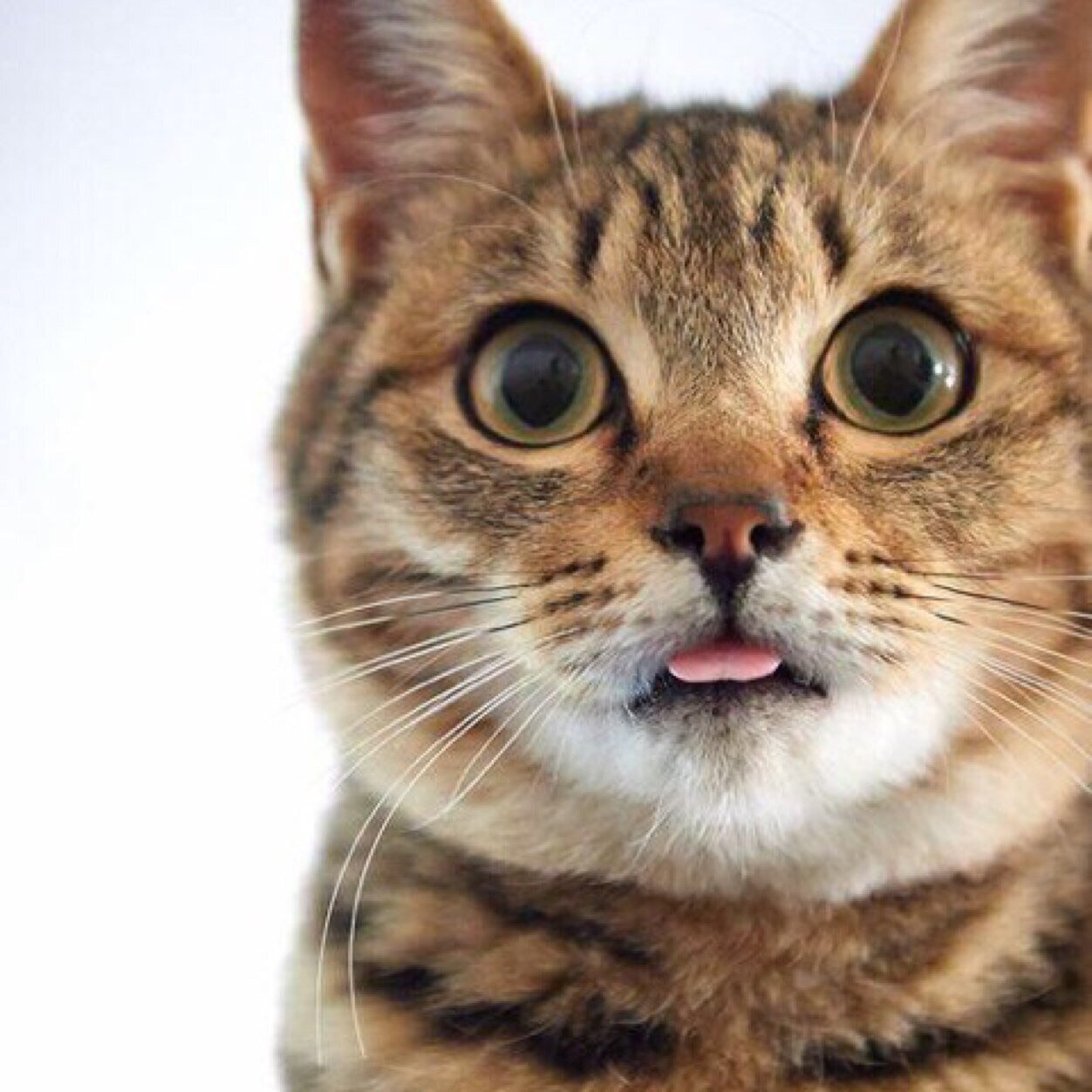 Shut up… Shut up… shut upitty up up up